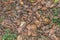 Close-up of a blindworm Anguis fragilis on a leafy ground in a forest, Germany