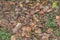 Close-up of a blindworm Anguis fragilis on a leafy ground in a forest, Germany