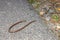 Close-up of a blindworm Anguis fragilis on a road and at the roadside, Germany