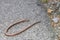 Close-up of a blindworm Anguis fragilis on a road and at the roadside, Germany