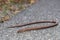 Close-up of a blindworm Anguis fragilis on a road and at the roadside, Germany