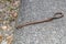 Close-up of a blindworm Anguis fragilis on a road and at the roadside, Germany