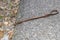 Close-up of a blindworm Anguis fragilis on a road and at the roadside, Germany