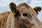 Close up of blond cow head