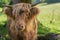 Close Up of a Blonde Highland Cow in a Field in Pollok Country Park in Glasgow Scotland