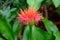 Close up of a blood lily, also called Scadoxus multiflorus or blutblume