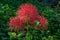 Close-up on blood lily red flower Scadoxus multiflorus, Kerala, India