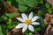 Close-up of a Bloodroot Wildflower