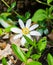 Close-up of a Bloodroot Wildflower