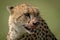 Close-up of bloody cheetah head facing right