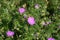 Close-up of bloody crane`s-bill or geranium sanguineum in bloom