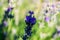 Close up of a bloom lavender flower