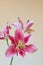 Close-up of bloom of pink Oriental Lily flowers on grey background