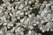 Close-up bloomed yarrow, Achillea millefolium