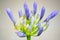 Close-up of blooming Agapanthus