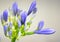 Close-up of blooming Agapanthus