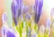 Close-up of blooming Agapanthus