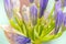 Close-up of blooming Agapanthus