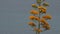 Close up of blooming agave plant with the sea in the background