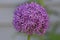 Close up of a blooming Allium Globemaster Flower