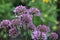 Close Up of Blooming Allium Millenium Flowers