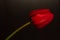 Close up of blooming amazing red spring tulips. Dark moody low key flowers photo banner. Greeting card minimalism style
