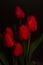 Close up of blooming amazing red spring tulips. Dark moody low key flowers photo banner. Greeting card minimalism style