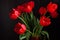 Close up of blooming amazing red spring tulips. Dark moody low key flowers photo banner. Greeting card minimalism style