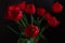 Close up of blooming amazing red spring tulips. Dark moody low key flowers photo banner. Greeting card minimalism style