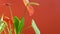 Close-up of blooming anthurium flower. A bright exotic homemade anthurium flower rotates on a bright orange background. Red anthur