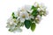 Close-up of a blooming apple tree branch with pink and white flowers isolated on a white background