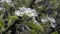 Close-up of blooming Apple-tree orchard spring