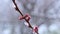 close-up of blooming apricots in ice against the background of snowfall.