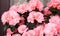 Close up of blooming beautiful azalea. Pink flowers bouquet of Rhododendron plant. Present for home while quarantine