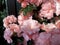 Close up of blooming beautiful azalea. Pink flowers bouquet of Rhododendron plant. Present for home while quarantine.