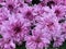 Close up blooming beautiful pink flowers with water drops on chrysanthemum petals,pattern blossom blooming botanical flowers in