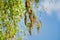 Close up of blooming birch tree branch against blue sky