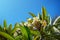 Close-up blooming branch of a tree plumeria