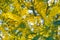 Close up of blooming branch of yellow mimosa flower in springtime. Womens day background