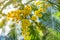 Close up of blooming branch of yellow mimosa flower in springtime. Womens day, Easter background