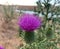 Close up blooming Bull thistle growing on a lake shore at summer