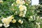 A close-up on blooming bush of cream roses with numerous beautiful flowers