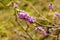 Close-up of blooming bush flowers - Daphne mezereum L. February daphne, spurge laurel. A species of Daphne in the flowering