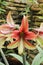 Close Up of a Blooming Butterfly Amaryllis