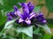 Close up of blooming Campanula glomerata `Superba` flower on blurred green background. Blue summer outdoor park garden flower. w