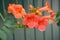 A close-up of blooming campsis grandiflora orange flowers, campsis trumpet vine, ornamental creeping plant blossom