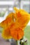 Close Up of a Blooming Canna Yellow King Humbert Lily Flower