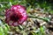 Close-up of a Blooming Carnation Flower, Nature, Macro