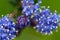 A close up of blooming Ceanothus flowers.