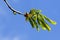 Close-up of a blooming chestnut against the sky